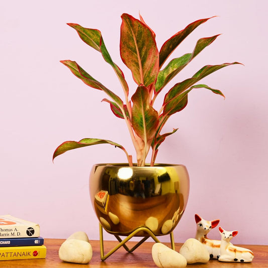 MODERN GOLDEN GLOSSY METAL PLANTER WITH GOLD FINISH STAND - PACK OF 1